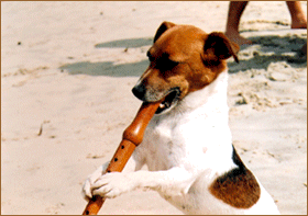 Oda a los perro-flauta